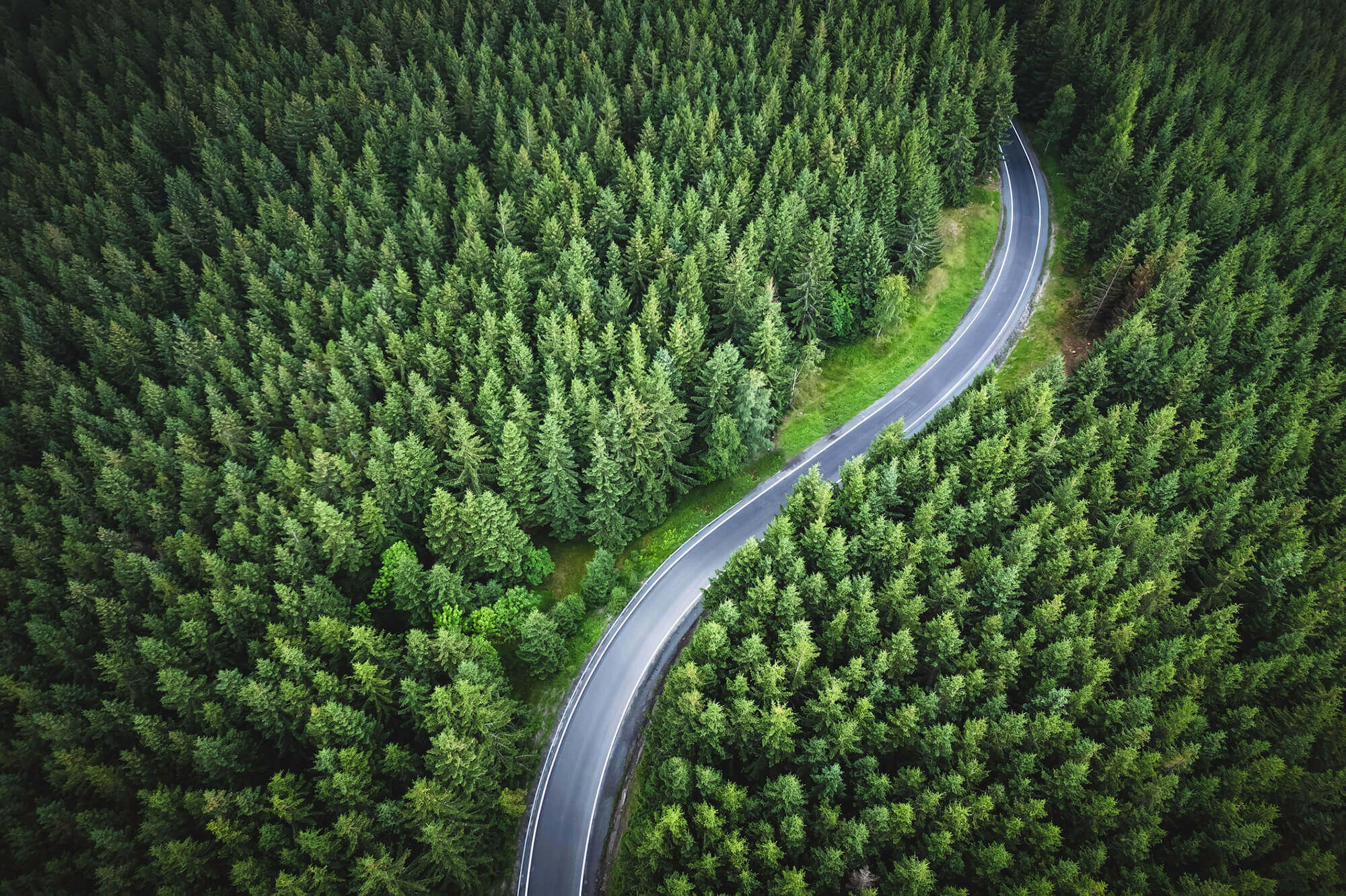 Forest with a winding road cut though it