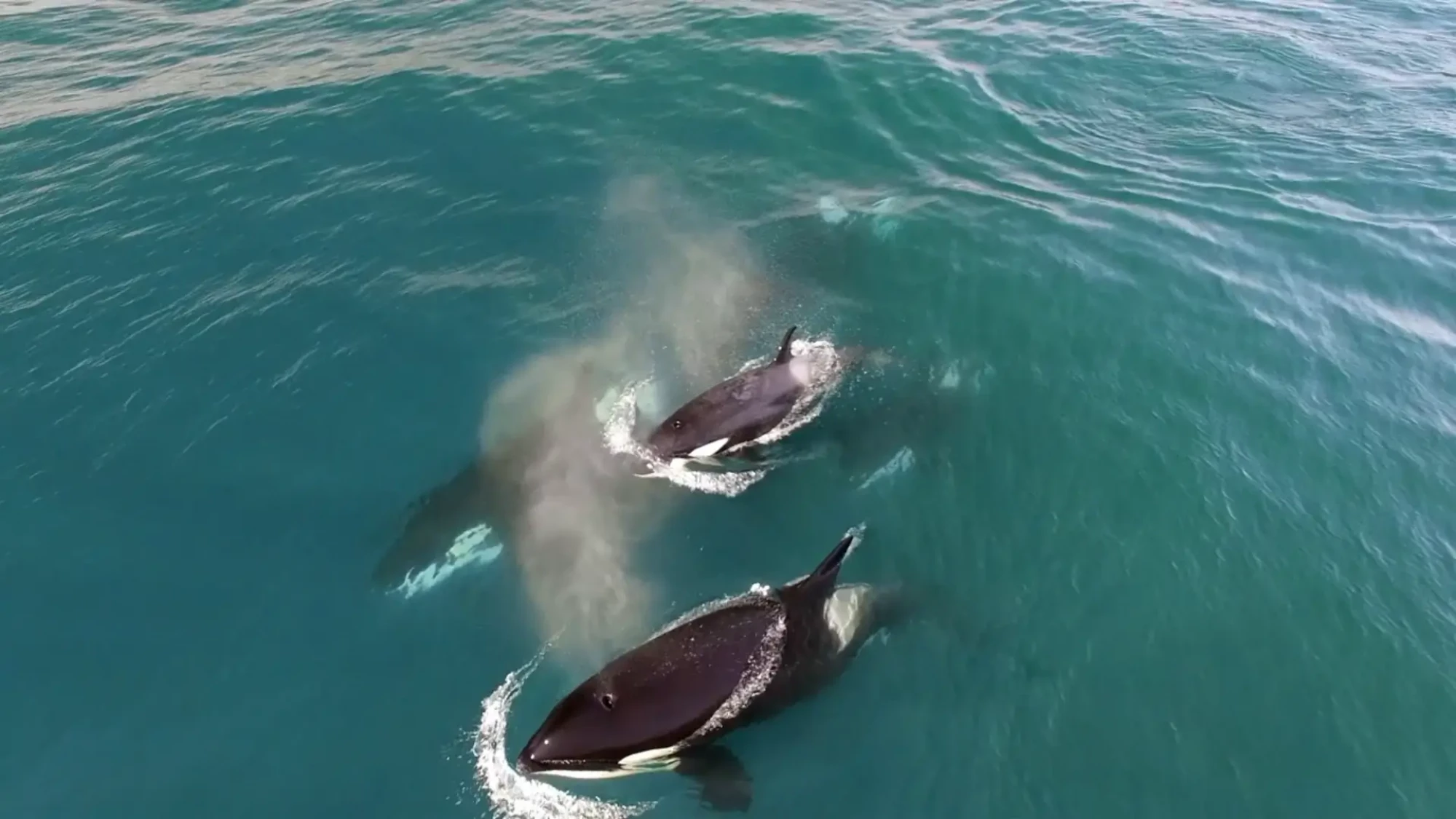 Orca pod swimming together in Puget Sound